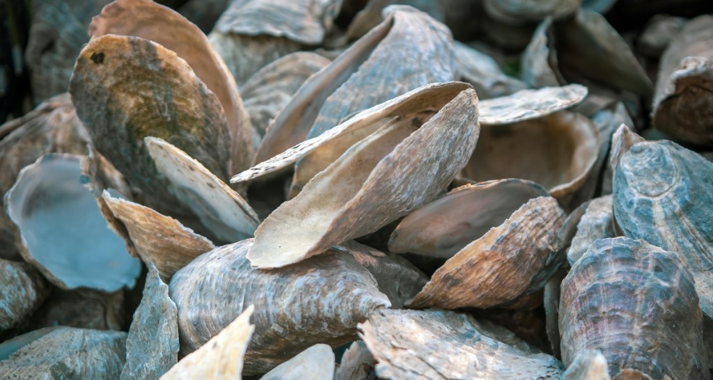 Florida, oysters, ocean restoration