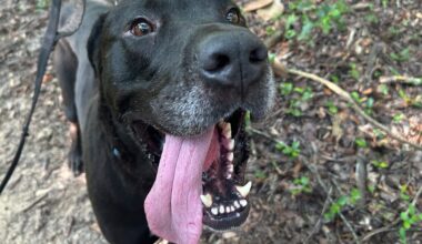 Furry Friday: These pups would love to celebrate freedom on the 4th too!