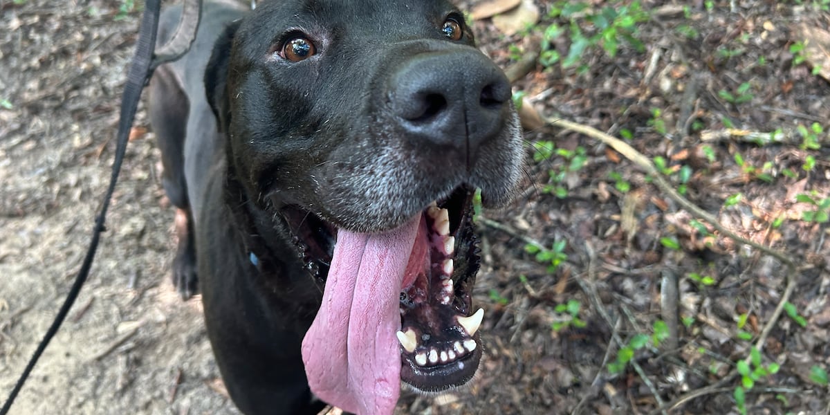 Furry Friday: These pups would love to celebrate freedom on the 4th too!