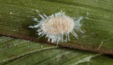 Invasive pasture mealybug spreads to 15 Florida counties, threatening pastures, sugarcane