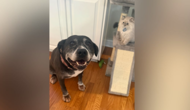 ‘I broke down and cried’: Family seeking answers after beloved dog found shot on their front porch
