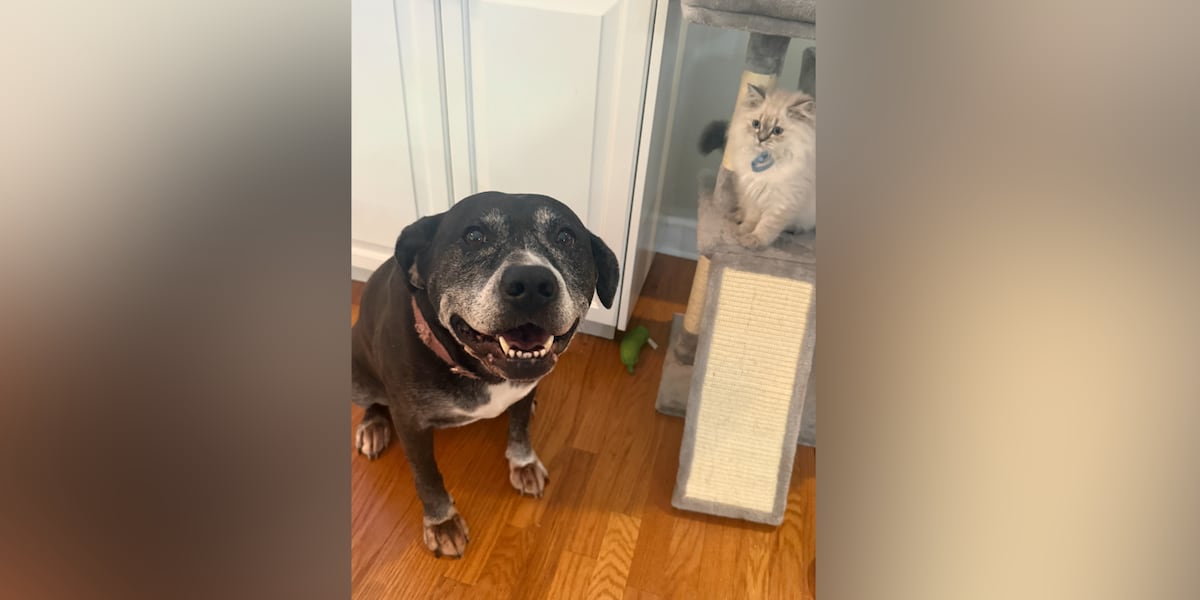 ‘I broke down and cried’: Family seeking answers after beloved dog found shot on their front porch