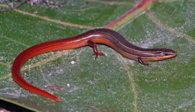 These rare Florida reptiles just made the endangered species list