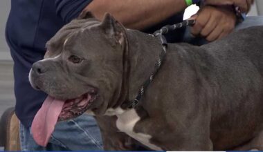 Mona from Orange County Animal Services read for a home