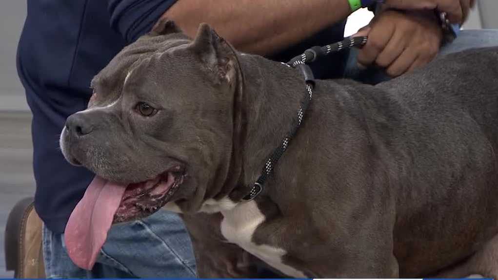 Mona from Orange County Animal Services read for a home
