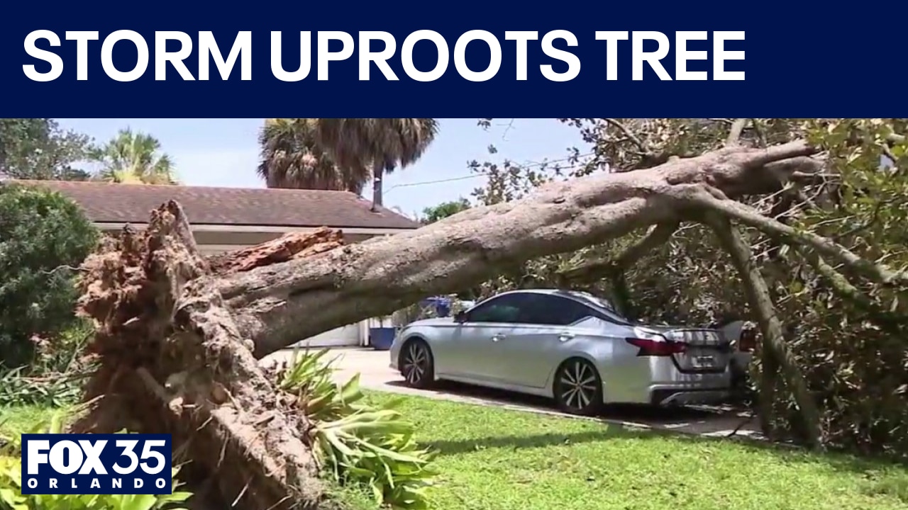 Storm uproots tree, crushes cars outside Maitland home