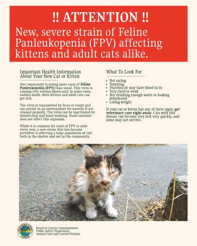 Veterinarians warn of deadly cat virus spreading beyond kittens veterinarians warn of deadly cat virus spreading beyond kittens