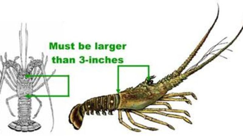 Spiny Lobster mini-season begins Wednesday. Every lobster must have a carapace measuring more than 3 inches. The carapace is measured from the area between the lobster’s horns to the rear edge of its shell. (FWC)