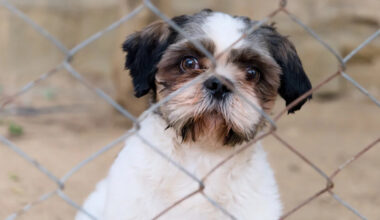 Missing Florida dog somehow turns up 1,000 miles away at New York police station