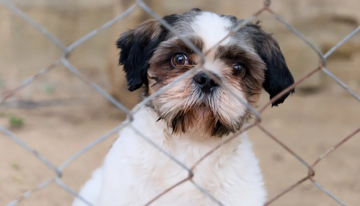 Missing Florida dog somehow turns up 1,000 miles away at New York police station