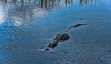There Have Been 3 Horrific Alligator Attacks In Florida Recently. Here's One Expert's Theory on Why