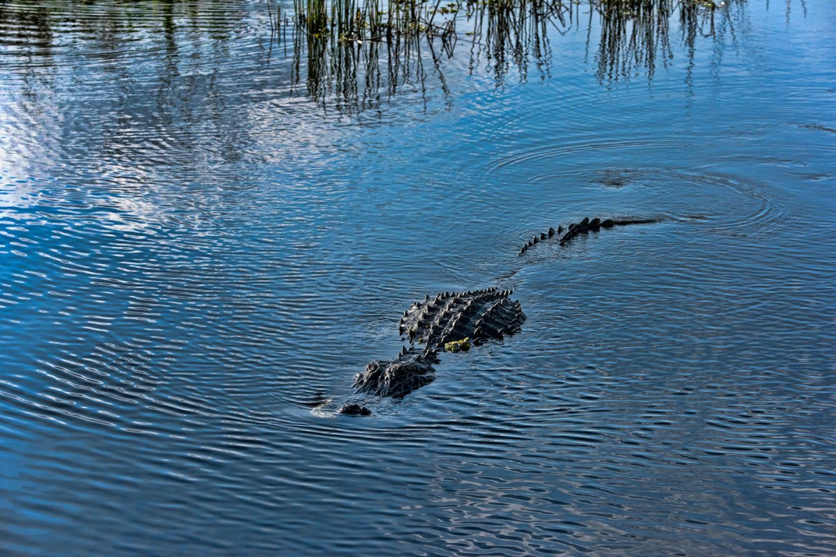 There Have Been 3 Horrific Alligator Attacks In Florida Recently. Here's One Expert's Theory on Why