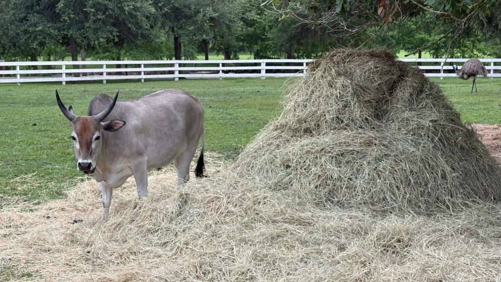 A cow and an ostrich at Congaree and Penn 