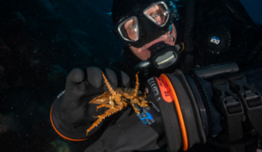 How a small, underwater creature in Antarctica could help fight skin cancer in Florida
