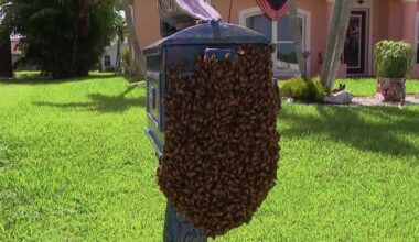 Cape Coral man’s mailbox swarmed by bees, halting mail delivery