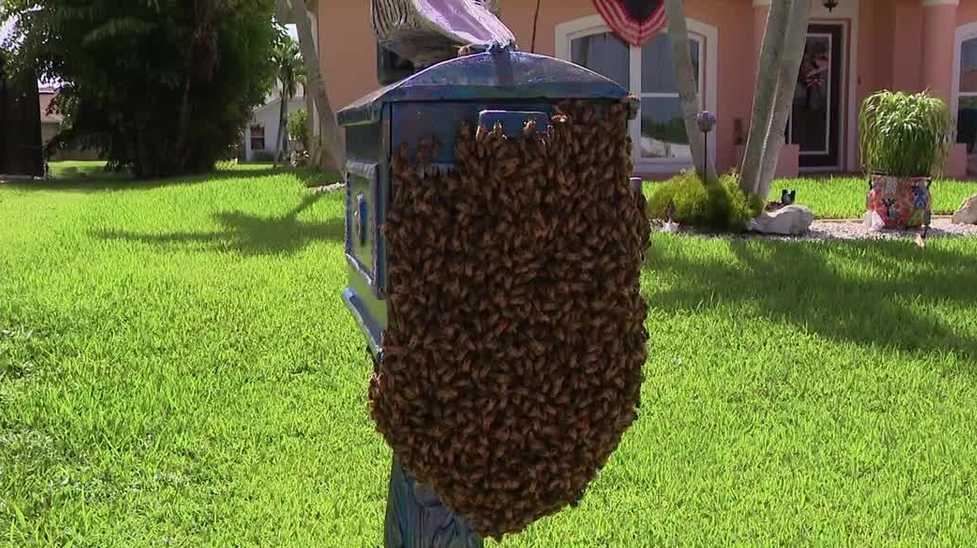 Cape Coral man’s mailbox swarmed by bees, halting mail delivery
