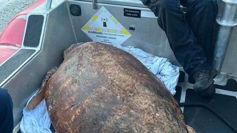 While initial reports from the U.S. Coast Guard said the rescued sea turtle weighed about 450 pounds, staff at The Turtle Hospital have since named the loggerhead Timmy and discovered she's a bit more petite than first believed, tipping the scales at roughly 270 pounds. The turtle was rescued about seven miles south of Sugarloaf Key and brought ashore for evaluation and rehabilitation. (USCG)