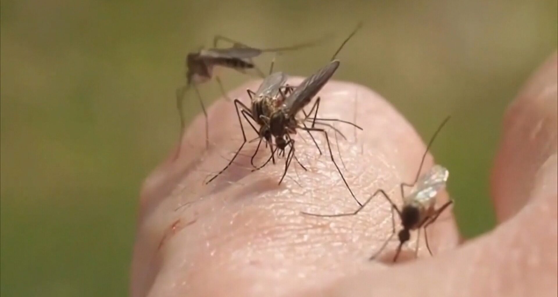 Aerial mosquito spraying planned in South Tampa