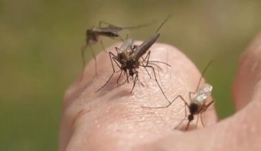 Aerial mosquito spraying planned in South Tampa