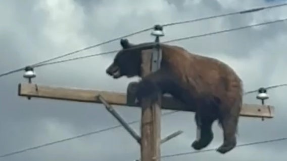 Bear dies after getting stranded on utility pole in New Mexico