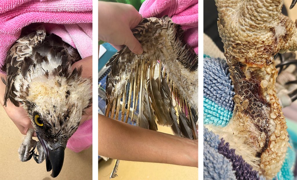 Osprey found burned at Cape Canaveral Space Force Station making recovery – Orlando Sentinel