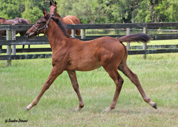 An energetic Florida-bred Thoroughbred colt canters past the camera. In the background, a horse’s head perks up as the foal rushes past, and wooden fencing and a lush treeline blur slightly behind him. (Photo: ©Tandra Downs)