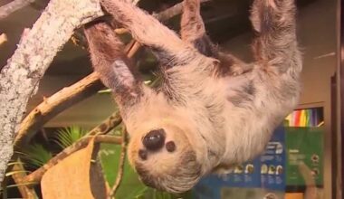 Florida wildlife officials find no evidence of criminal neglect in sloth deaths