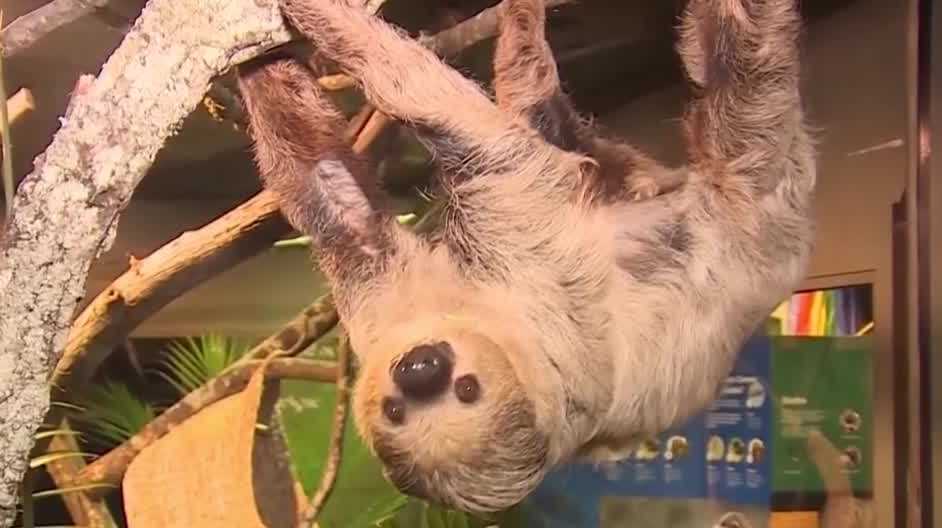 Florida wildlife officials find no evidence of criminal neglect in sloth deaths