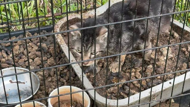 Pet Reunions Planned After Massive Martin County Animal Rescue, New Body Cam Released. (Martin County Sheriff's Office)