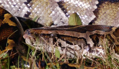 Florida's 1,000 would-be python killers are heading into the Everglades for a $10,000 prize