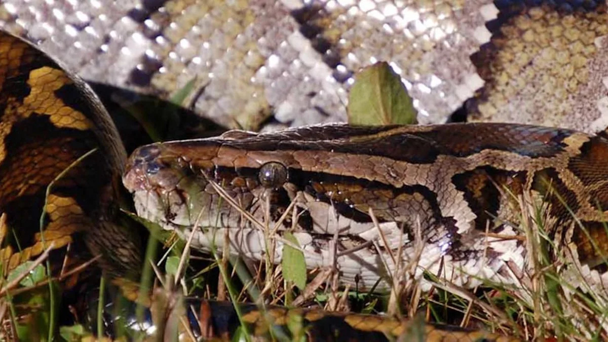 Florida's 1,000 would-be python killers are heading into the Everglades for a $10,000 prize