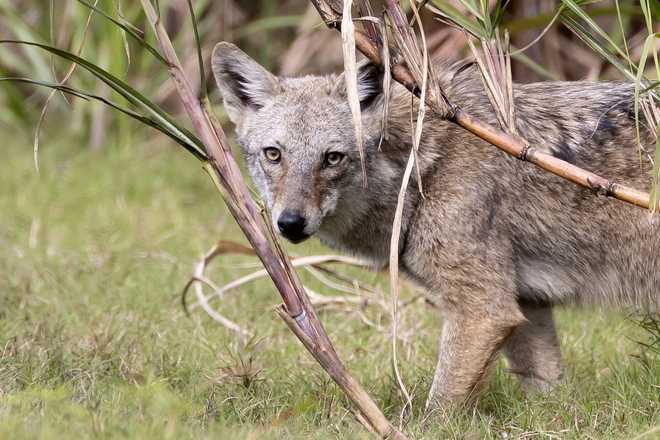 Coyote Coyote near Holey Land WMA South Florida
