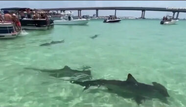 What is Lulu's Law? Shark attack alerts headed to beachgoers' phones under new Florida statute
