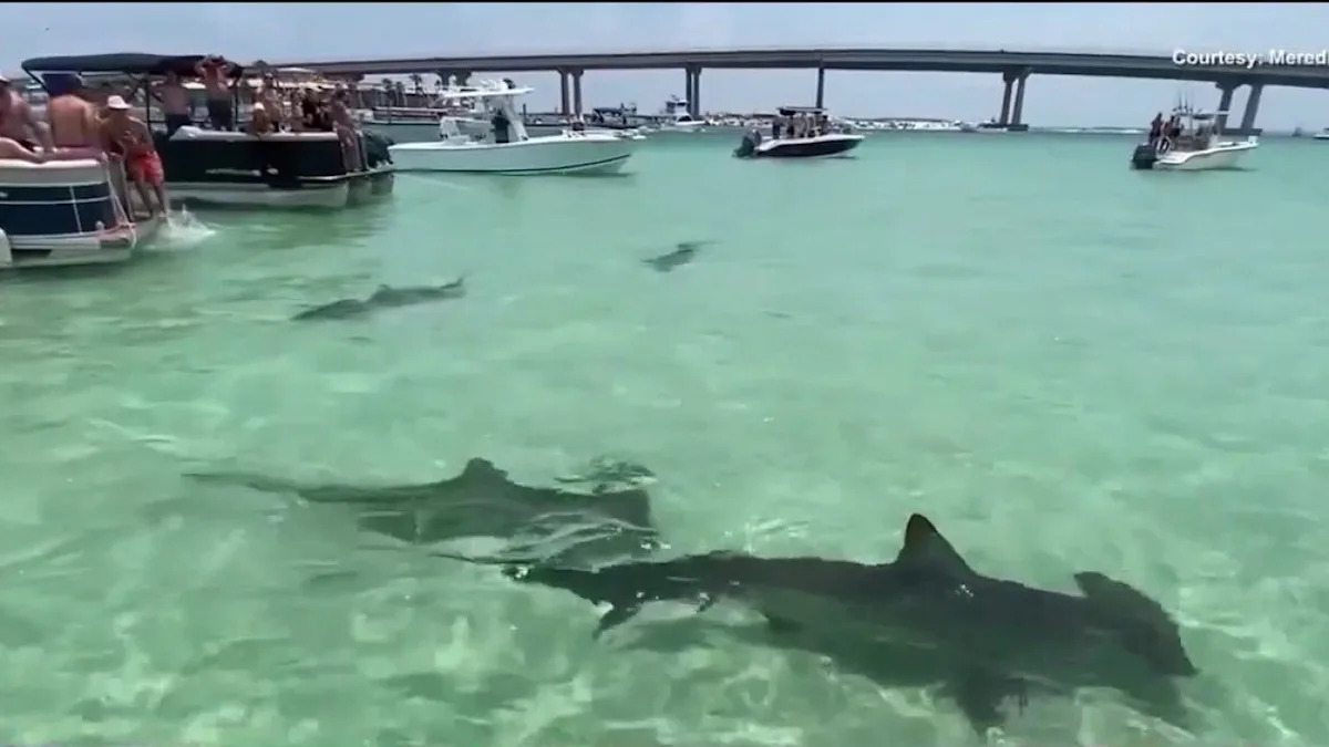 What is Lulu's Law? Shark attack alerts headed to beachgoers' phones under new Florida statute