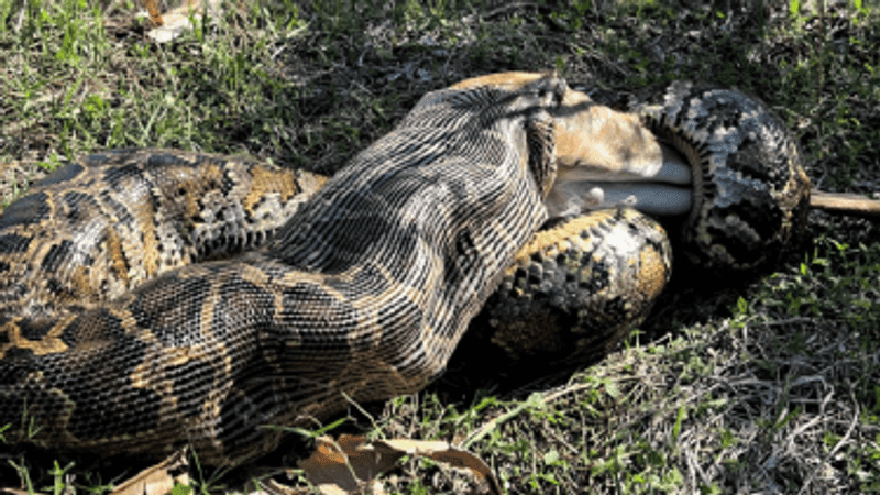 A nearly 15-foot-long Burmese python devours a 77-pound deer in Florida. (Photo/Ian Bartoszek/Conservancy of Southwest Florida)