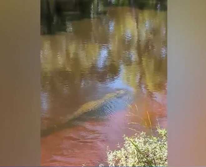 An 11-year-old boy from Juniata County is recovering after losing his right hand in an alligator attack while fishing with his father near Orlando, Florida, last month. an 11-year-old boy from juniata county is recovering after losing his right hand in an alligator attack while fishing with his father near orlando, florida, last month.