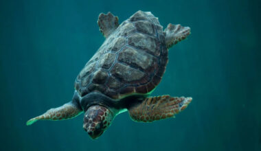 Florida team finds loggerhead Pat Benatar dead from boat strike just 15 days after she nested
