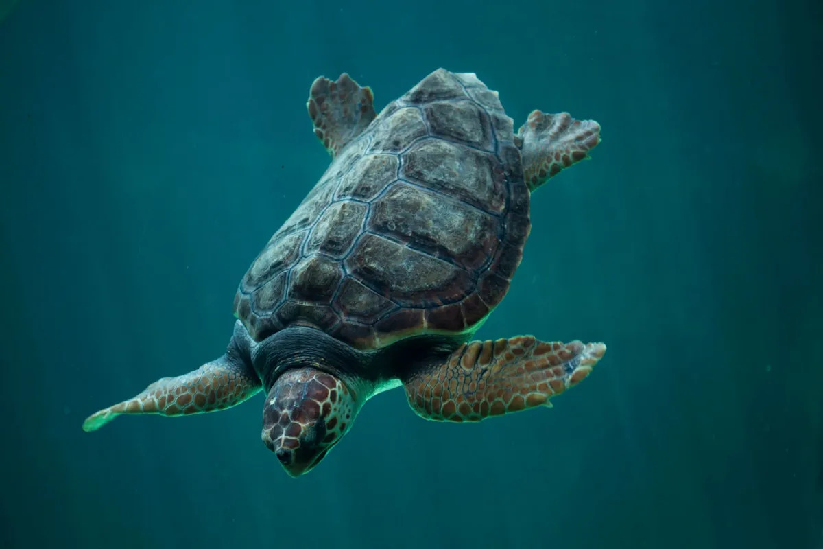 Florida team finds loggerhead Pat Benatar dead from boat strike just 15 days after she nested