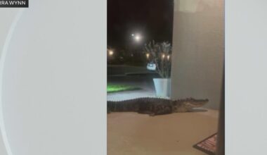 Florida family surprised by 7-foot alligator that showed up at front door: "We were terrified"