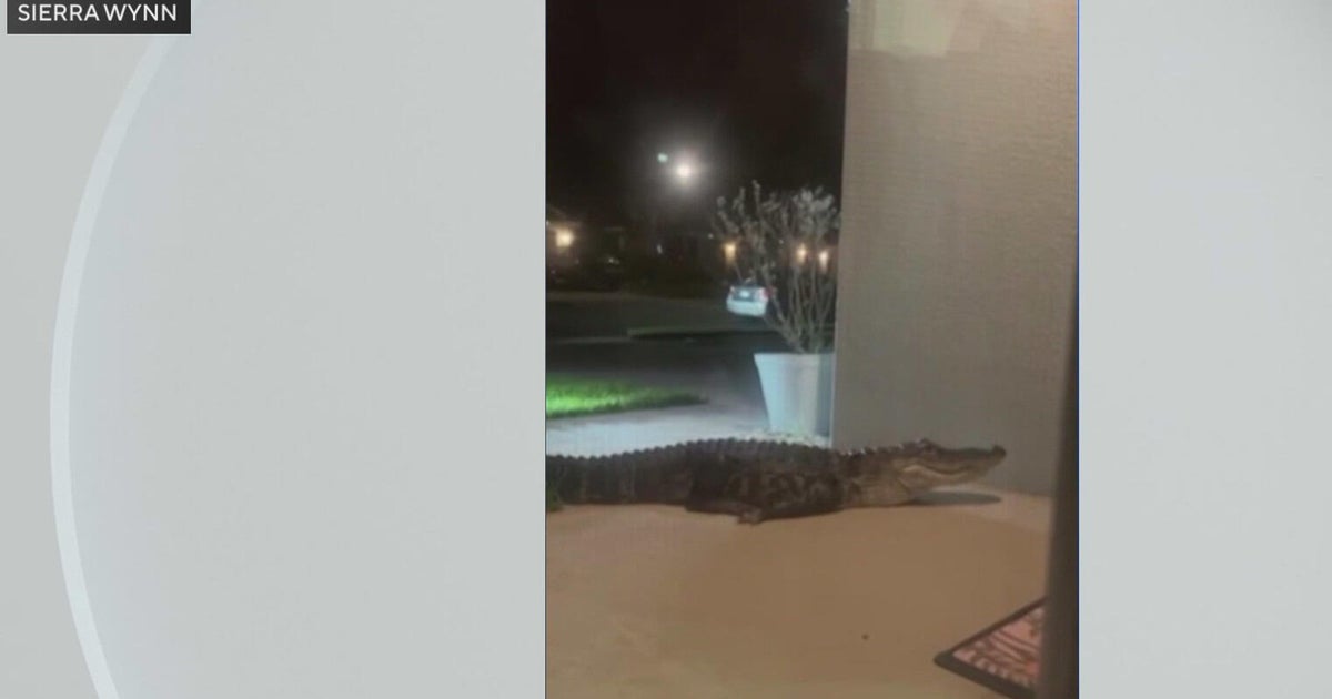 Florida family surprised by 7-foot alligator that showed up at front door: "We were terrified"