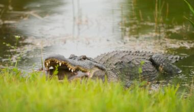 911 calls capture frantic moments after 13-foot alligator fatally attacks Florida woman swimming with friends