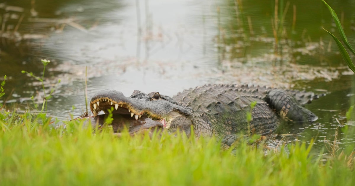 911 calls capture frantic moments after 13-foot alligator fatally attacks Florida woman swimming with friends