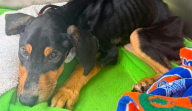Florida man accused of starving puppy to death after hiding her in locked garage, sheriff says