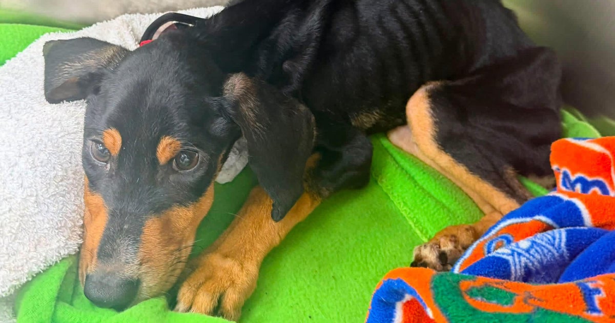 cbsmiami-animal-cruelty-main-1.jpg