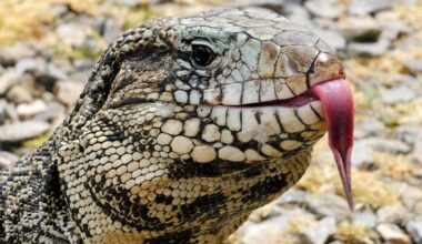 Messi may be Miami's most famous Argentine. Florida wildlife officials are far more worried about this other one.