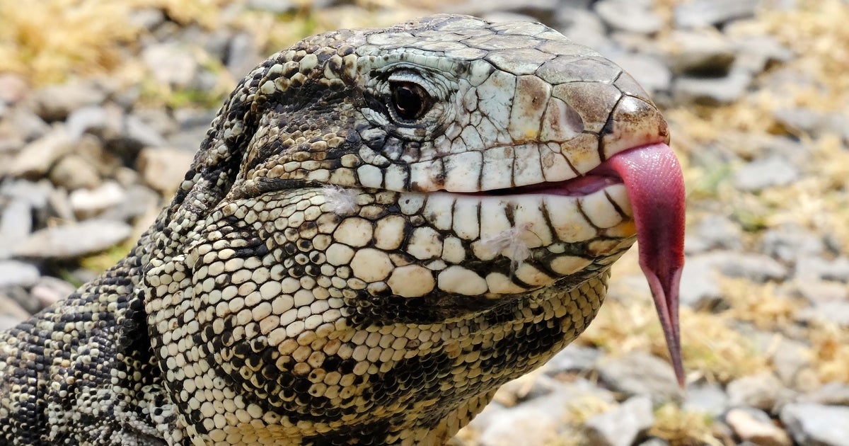 Messi may be Miami's most famous Argentine. Florida wildlife officials are far more worried about this other one.