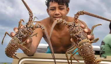 What Florida boaters need to know about the 2026 lobster mini season