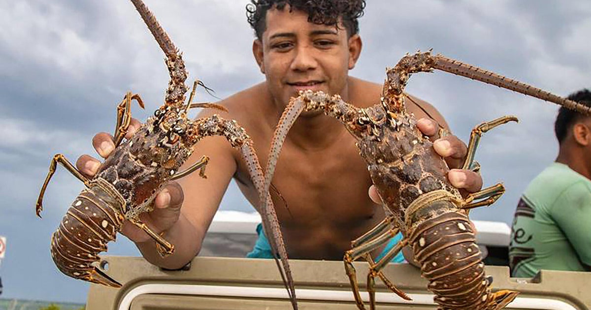 What Florida boaters need to know about the 2026 lobster mini season