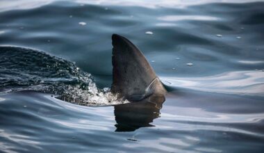 Georgia man attacked by shark off popular Florida beach while helping pregnant fiancée escape injury
