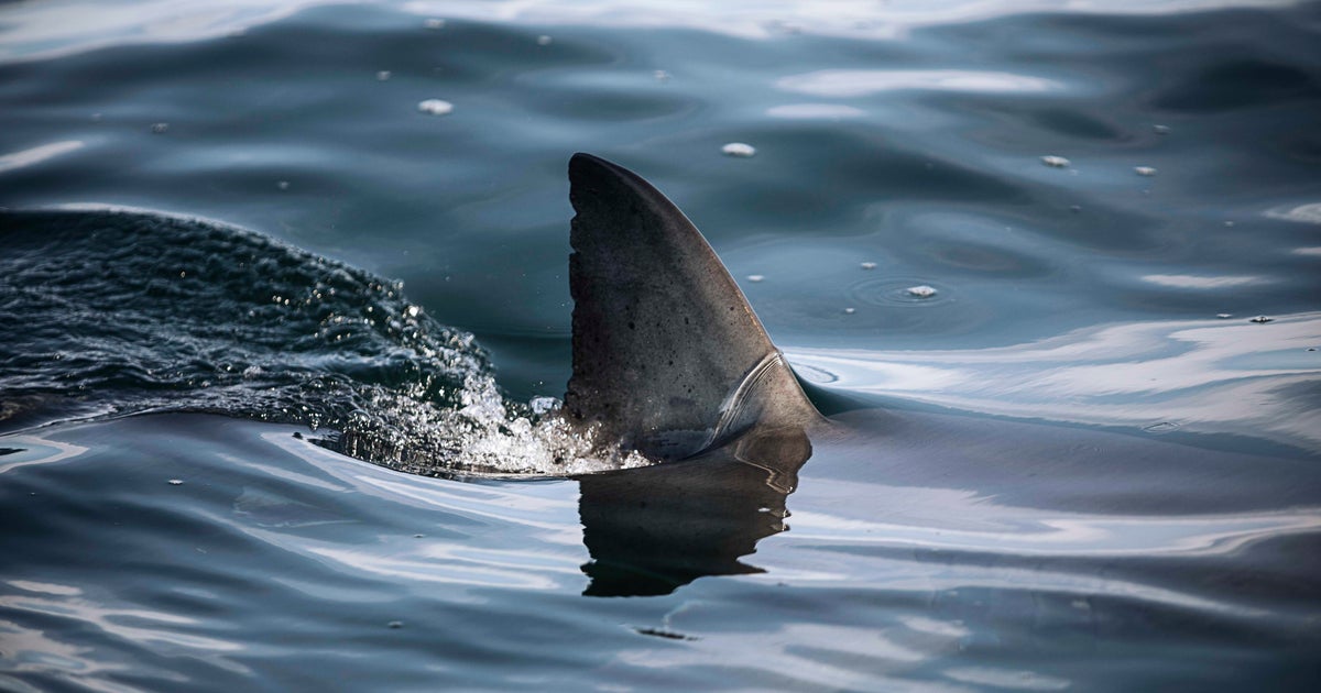 Georgia man attacked by shark off popular Florida beach while helping pregnant fiancée escape injury